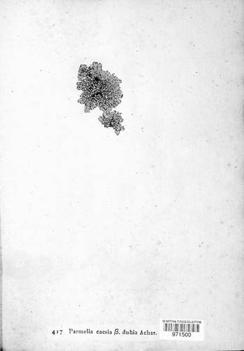 Physcia dubia image